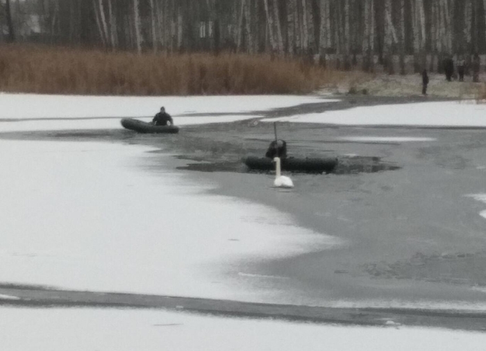 Клинчане пытаются помочь лебедю с поврежденным крылом