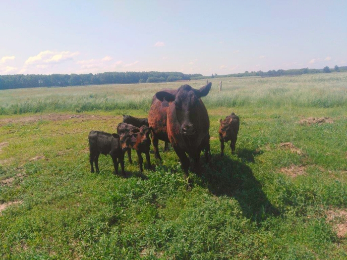 Добрая корова: мираторговская рекордсменка «усыновила» четвёртого телёнка