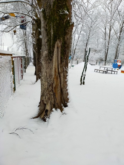 Благодарность за неравнодушие: В приюте Клинцовского района обрезали старые и аварийные деревья