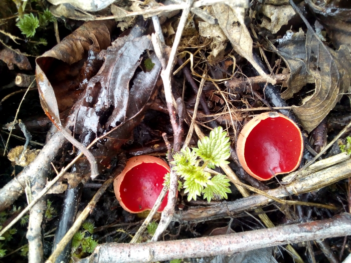 В Клинцовском районе появились грибы саркосцифы - индикаторы хорошей экологии