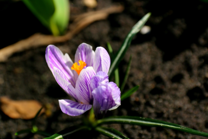 Весна в Клинцах (фотозарисовки)