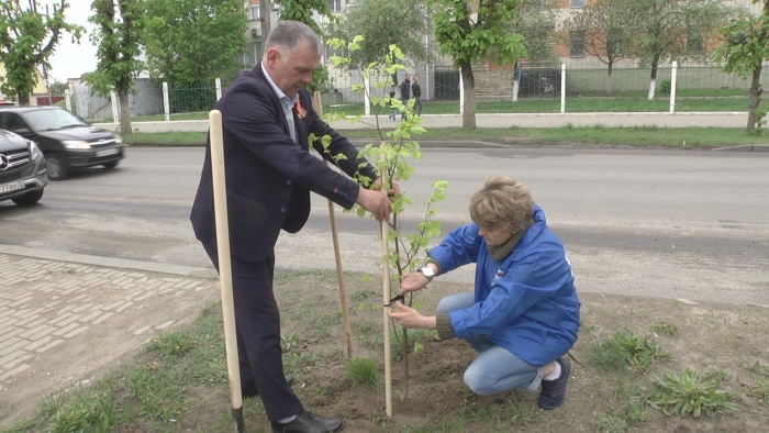 В Клинцах в рамках проекта «Чистая страна» высадили 100 молодых деревьев