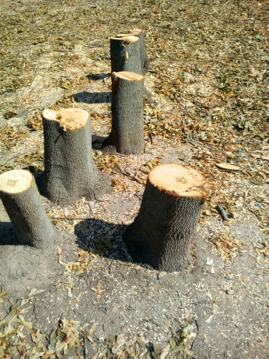 Фотофакт: в Клинцах около строящегося собора спилили несколько десятков деревьев