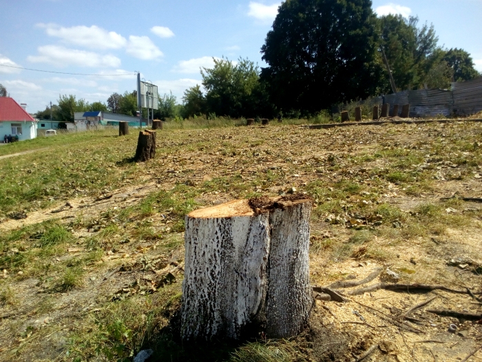 Фотофакт: в Клинцах около строящегося собора спилили несколько десятков деревьев