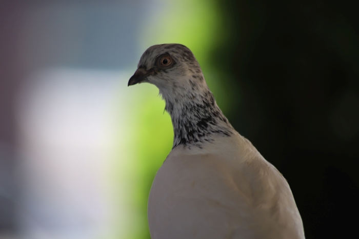 Жара в Клинцах: неожиданная фотосессия белого голубя