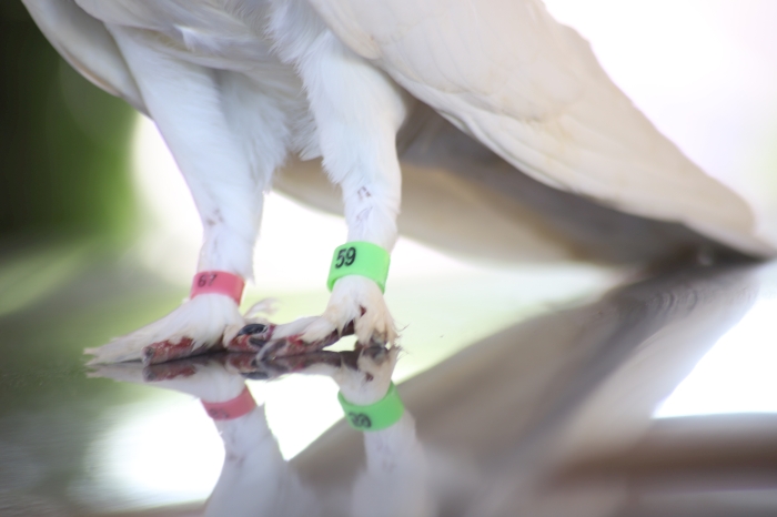 Жара в Клинцах: неожиданная фотосессия белого голубя