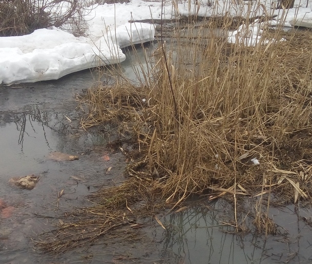 Канализационные стоки отравляют реку Московку в Клинцах