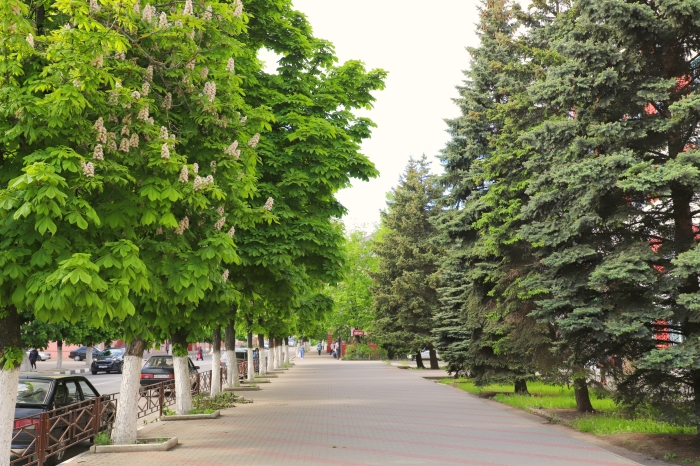 В Клинцах распустились каштаны