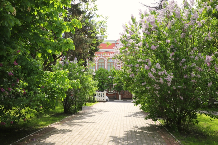 В Клинцах распустились каштаны