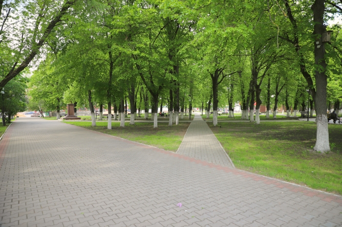 В Клинцах распустились каштаны