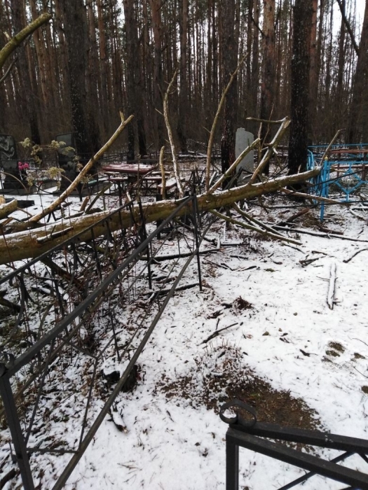 На кладбище в Клинцах упало дерево