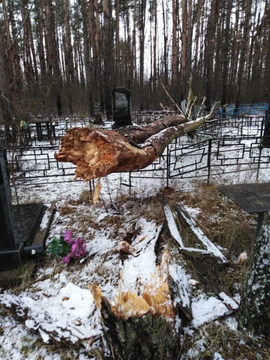 На кладбище в Клинцах упало дерево