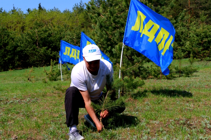 Активисты ЛДПР в день весны и труда высадили несколько сотен саженцев в Клинцовском районе,