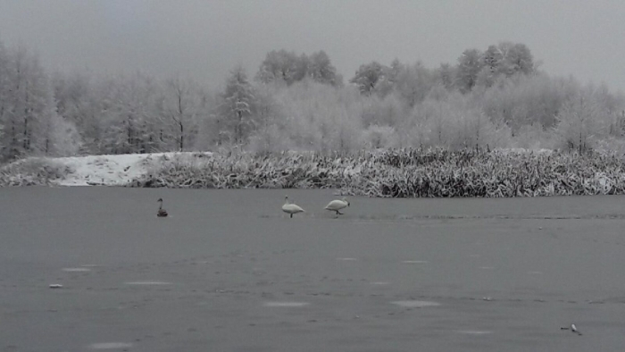 Клинчане сообщают о замерзающих на озере лебедях