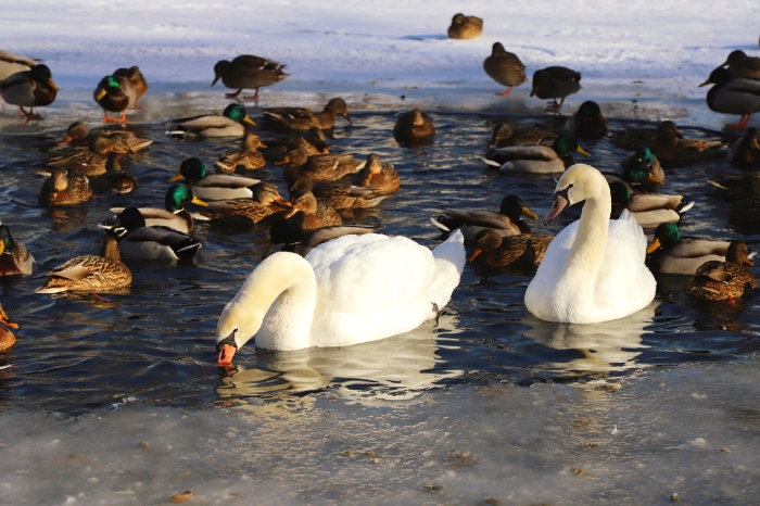 Лебеди, Внутренний туризм: Овстуг - родовая усадьба Ф.И. Тютчева