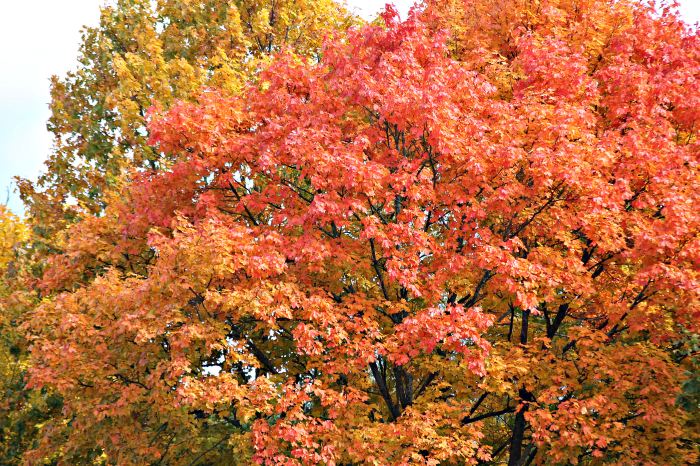 Осень шагает по Клинцам. Осенние фотозарисовки.