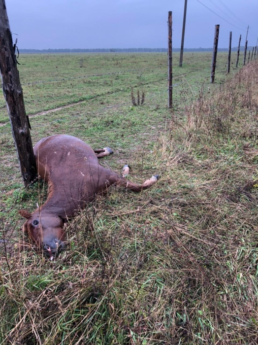 В Клинцовском районе застрелили лошадь