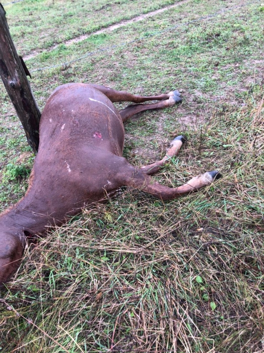 В Клинцовском районе застрелили лошадь