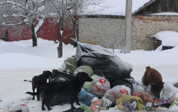 Очередной мусорный коллапс в Клинцах