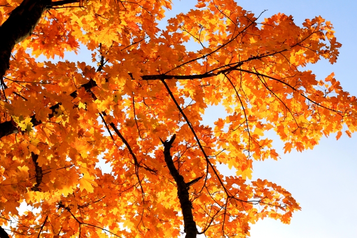 Осень шагает по Клинцам (2018) Осенние фотозарисовки