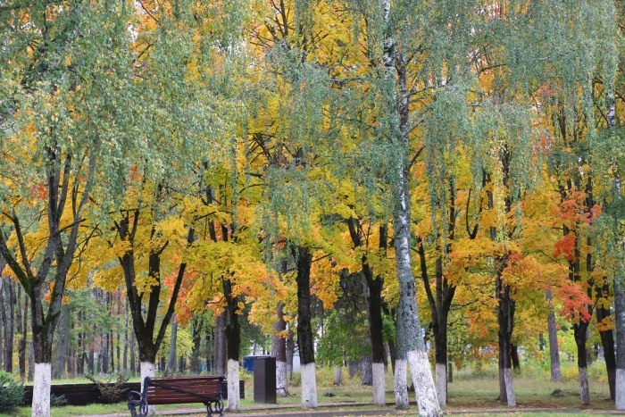 Осень шагает по Клинцам (2019). Осенние фотозарисовки