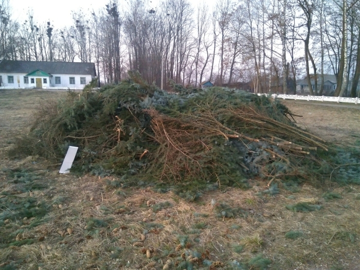В Клинцовском районе вырубили голубые ели