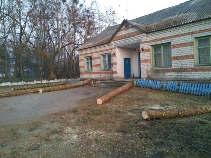 В Клинцовском районе вырубили голубые ели