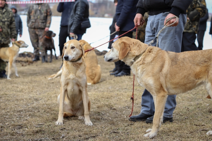 В Клинцах прошла выставка охотничьих собак