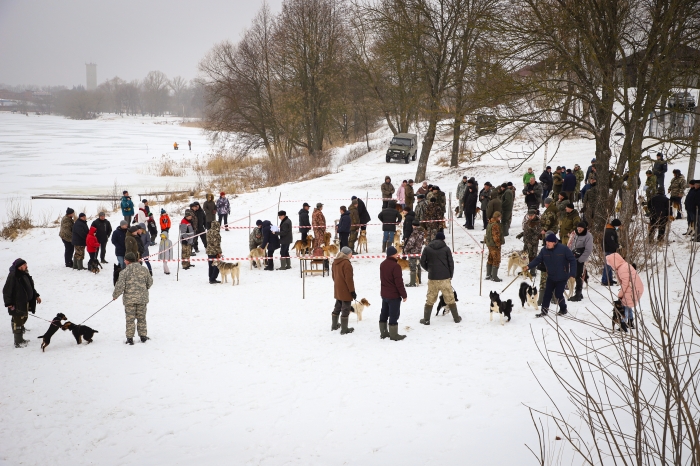 В Клинцах состоялась выставка охотничьих собак