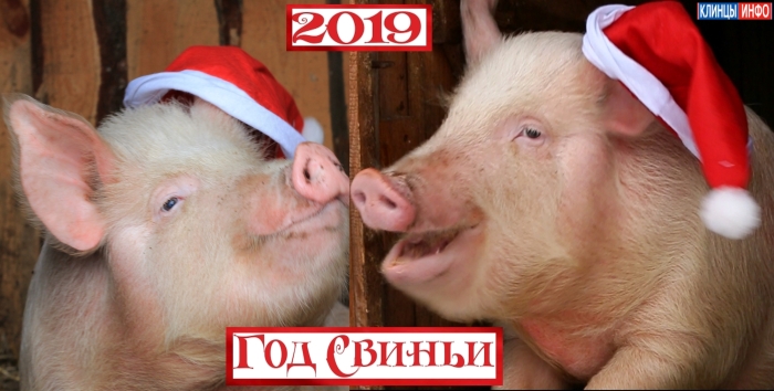 Год Свиньи 2019: как встречать, новогодние приметы, что готовить, что одеть