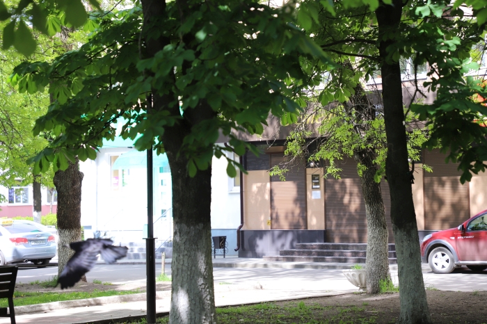 В Клинцах вороны заполонили Центральный сквер