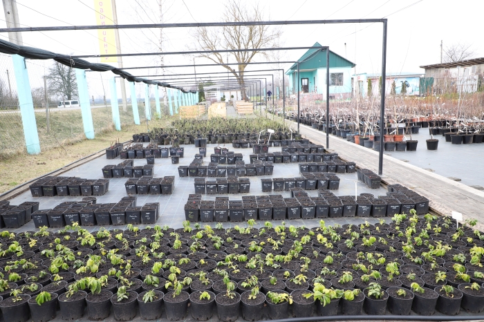 Садовый центр «Зеленый сад» открыл новый сезон – 2020 года