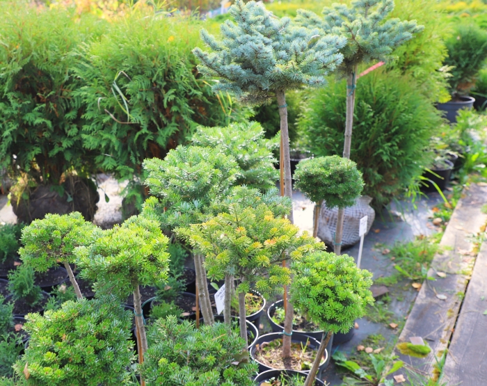 Садовый Центр «Зеленый сад» предлагает широкий ассортимент саженцев плодовых деревьев и кустарников