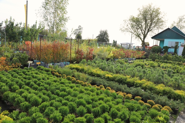 Садовый Центр «Зеленый сад» предлагает широкий ассортимент саженцев плодовых деревьев и кустарников