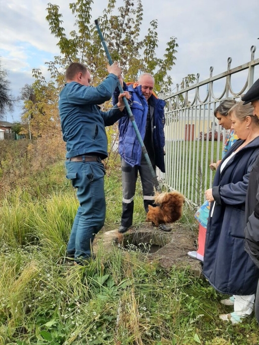 В Клинцах спасатели вытащили собаку, провалившуюся в канализационный колодец