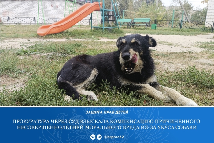 В Клинцах прокуратура через суд взыскала компенсацию морального вреда несовершеннолетней из-за укуса собаки