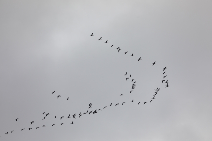 Над Клинцами пролетают стаи серых журавлей: зрелище, которое вдохновляет 