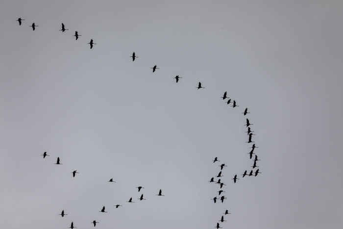 Над Клинцами пролетают стаи серых журавлей: зрелище, которое вдохновляет 