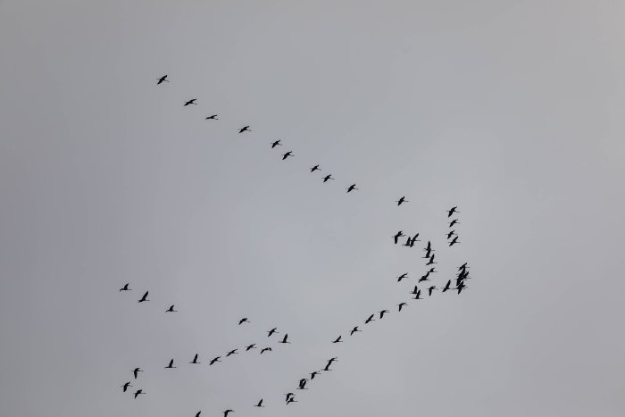 Над Клинцами пролетают стаи серых журавлей: зрелище, которое вдохновляет 