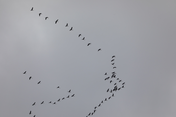 Над Клинцами пролетают стаи серых журавлей: зрелище, которое вдохновляет 