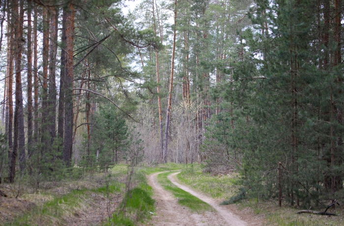 Первомайские фотозарисовки пернатых обитателей Клинцовского района