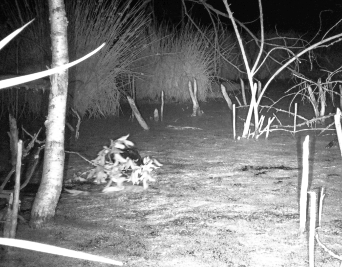 Фотозарисовки из Клинцовского района: хозяева бобровой запруды