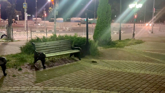 Крысы в центре Клинцов: горожане бьют тревогу