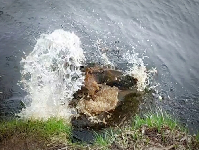 В Клинцах вытащили бобра из плена канализации и выпустили в озеро