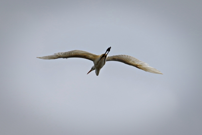 Птицы Брянской области: Серая и белая цапля