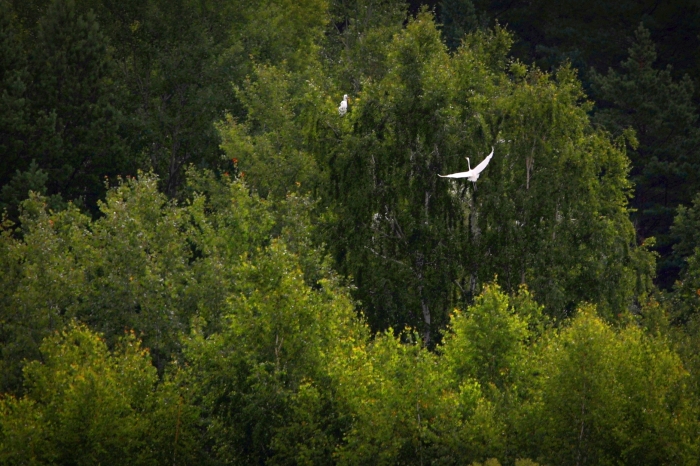 Птицы Брянской области: Серая и белая цапля