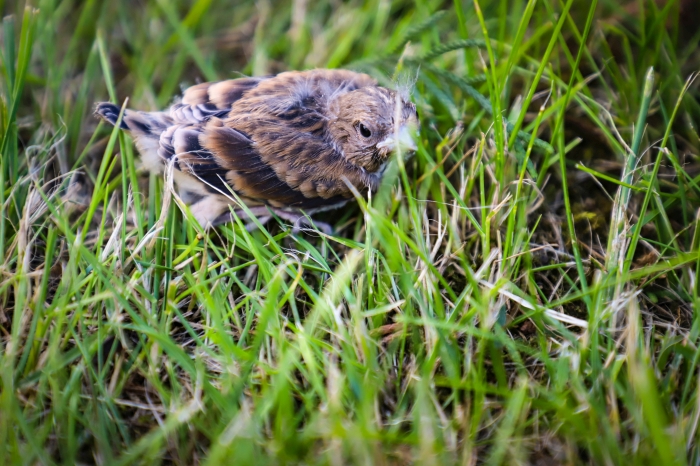 Коноплянка: От беспомощного птенца до превращения во взрослую птицу