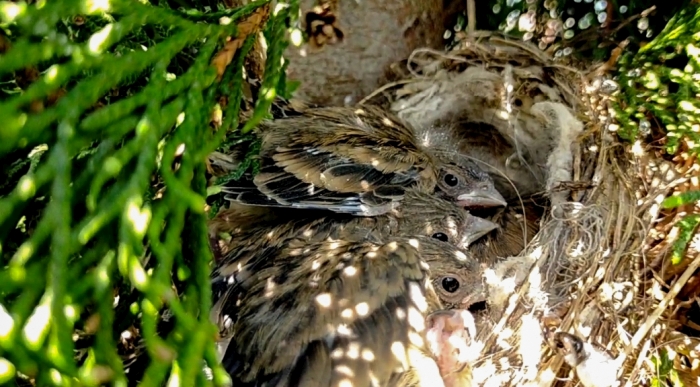 Коноплянка: От беспомощного птенца до превращения во взрослую птицу