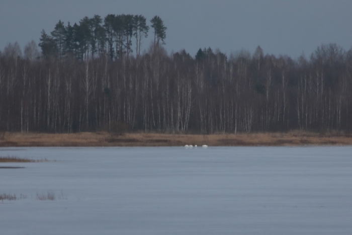 Большинство лебедей из Клинцовского района улетели в теплые края