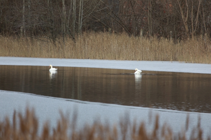 Большинство лебедей из Клинцовского района улетели в теплые края